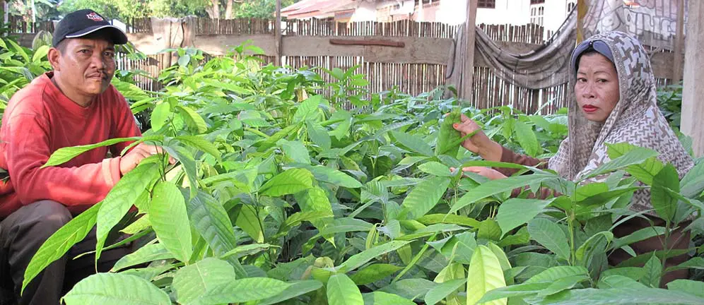 Sulawesi_Cocoa_seedlings_BODY Hand pollination helps cocoa farmers offset climate harm