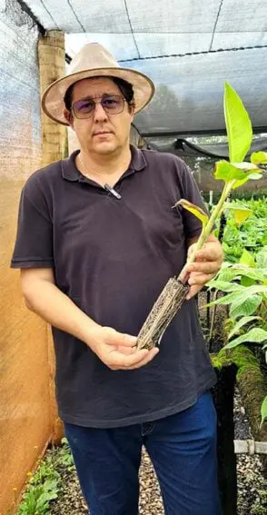 Banana_ervino2_BODY-294x567-1 Climate change threatens Latin American banana exports