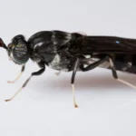 Researchers at Mzuzu university investigated the use of black soldier fly waste, rice husk biochar and coffee ground mixture to produce fertiliser. Copyright: Brian Gratwicke (CC BY 2.0). This photo has been cropped.
