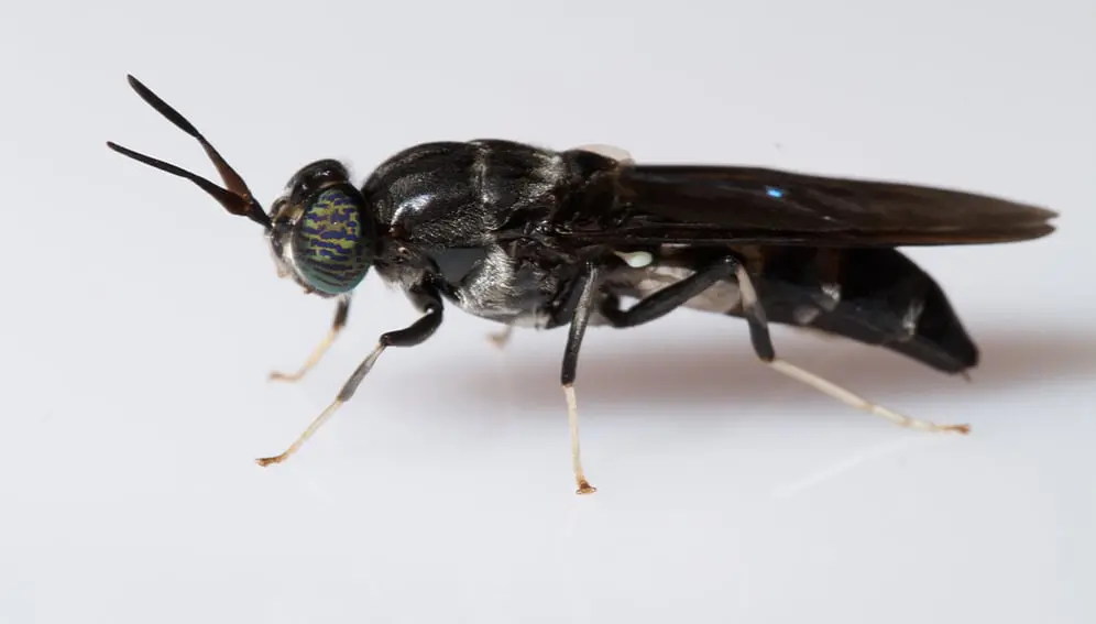 Researchers at Mzuzu university investigated the use of black soldier fly waste, rice husk biochar and coffee ground mixture to produce fertiliser. Copyright: Brian Gratwicke (CC BY 2.0). This photo has been cropped.