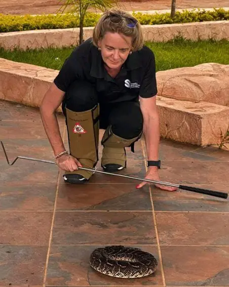 Blackmamba_Thea-Litschka-Koen3_BODY-452x567-1 Antivenom push saves lives from snake bites in Eswatini