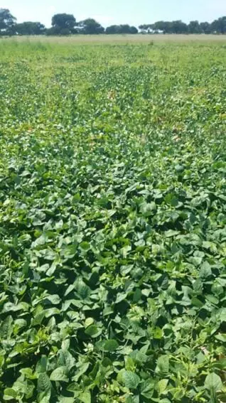 March28Outcome_of_the_fields_after_the_biofertilser_test_BODY-318x567-1 Namibian food project targets protein-rich crops