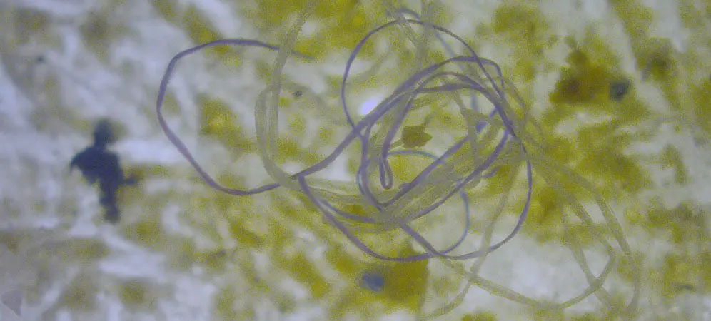 Microplasticos-rios_BODY Cancer risk microplastics blight South American rivers