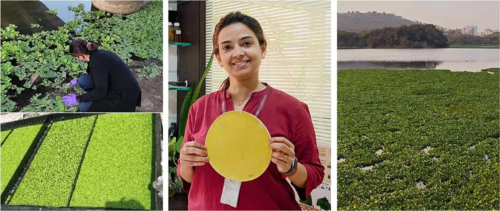 Role-Model-AP_BODY Invasive water hyacinth harnessed for women’s hygiene