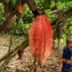 A farmer harvesting ripe cocoa pods using blade on a stick in Sulawesi, Indonesia. Researchers say rising temperatures have substantially reduced cocoa production in key producing countries. Copyright: Yusuf Ahmad/World Agroforestry Centre (CC BY-NC-ND 2.0)