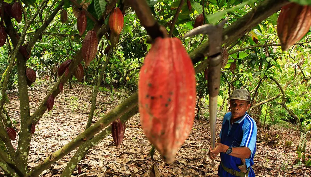 A farmer harvesting ripe cocoa pods using blade on a stick in Sulawesi, Indonesia. Researchers say rising temperatures have substantially reduced cocoa production in key producing countries. Copyright: Yusuf Ahmad/World Agroforestry Centre (CC BY-NC-ND 2.0)