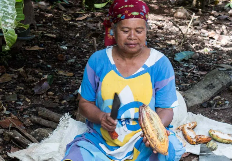 Sumatra_Woman_Cocoa_harvest_BODY Hand pollination helps cocoa farmers offset climate harm