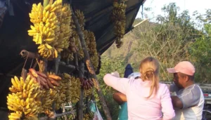 A stall selling bananas along a road to São Paulo, Brazil. Climate change will make large swathes of Latin America unsuitable for banana production without urgent intervention. Copyright: jACK TWO. (CC BY-NC-ND 2.0).