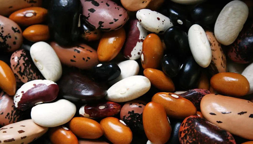 Assorted beans. Researchers say using biofertilisers and better techniques to produce protein-enriched legumes like beans improves yields, livelihoods and could help combat child malnutrition Copyright: Georgina Smith / CIAT (CC BY-NC-SA 2.0)