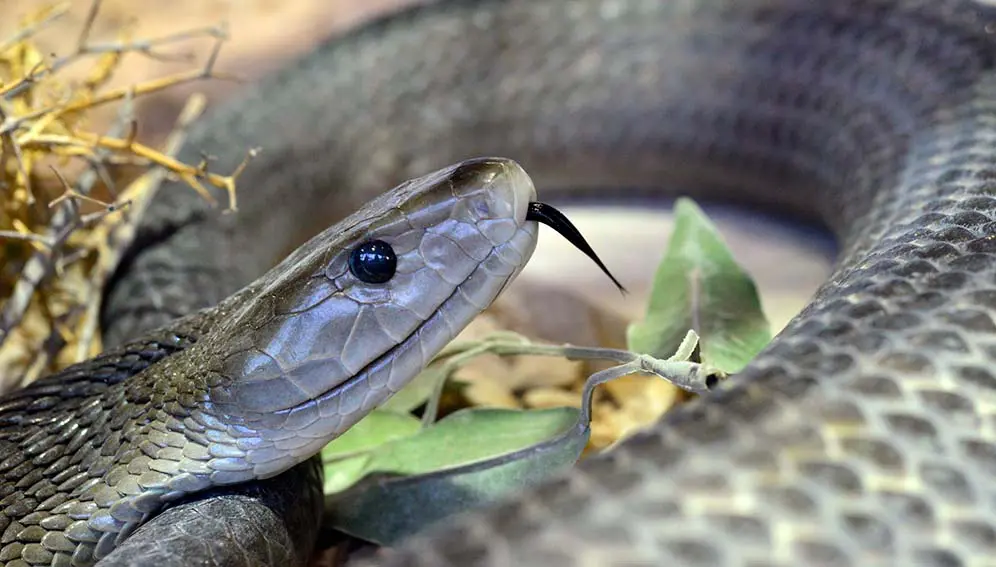 A black mamba. New antivenom has proved to be effective against Eswatini's venomous snakes. Copyright: Herman Pijpers, (CC BY 2.0). This photo has been cropped.