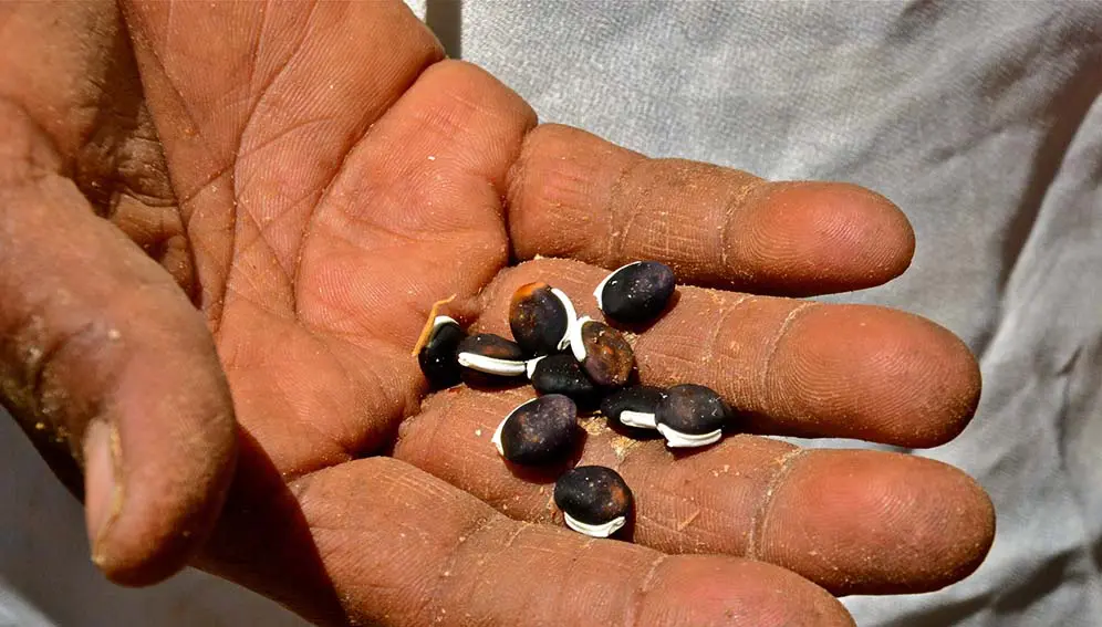 drought_resistant_beans_MAIN How climate change could affect half of global crops