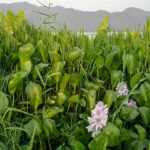 Water hyacinth is an invasive species that spreads rapidly, blocking out sunlight and reducing fish populations. Copyright: Nina R ( CC BY 2.0)