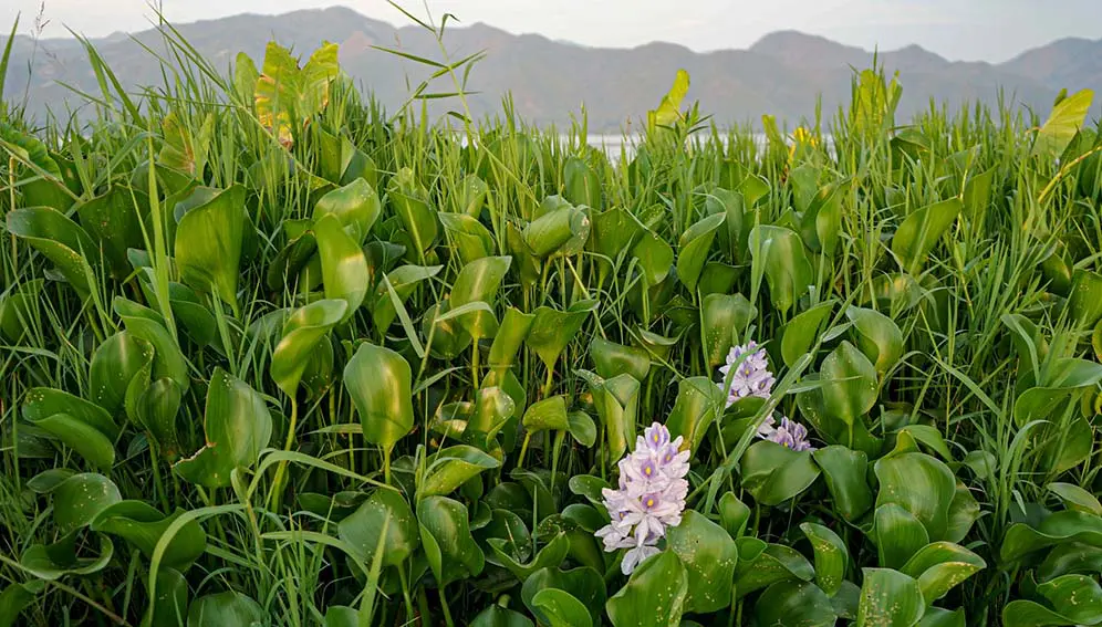 Water hyacinth is an invasive species that spreads rapidly, blocking out sunlight and reducing fish populations. Copyright: Nina R ( CC BY 2.0)